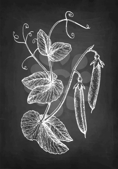 Chalk sketch of pea on blackboard background. Hand drawn vector illustration. Retro style.