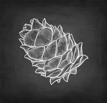 Chalk sketch of pine nut on blackboard background. Hand drawn vector illustration. Retro style. 