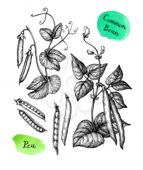 Common bean and Pea plant. Ink sketch set isolated on white background. Hand drawn vector illustration. Retro style.