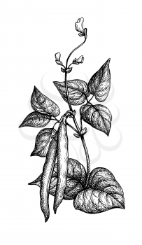 Common bean plant. Ink sketch isolated on white background. Hand drawn vector illustration. Retro style.