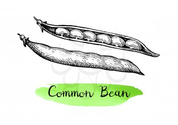 Common bean pods. Ink sketch isolated on white background. Hand drawn vector illustration. Retro style.