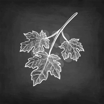 Maple branch. Three leaves. Chalk sketch on blackboard background. Hand drawn vector illustration. Retro style.