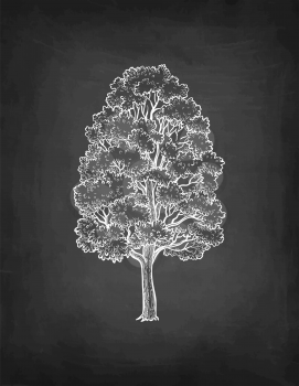 Maple tree. Chalk sketch on blackboard background. Hand drawn vector illustration. Retro style.