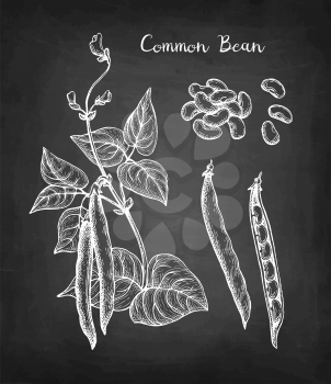 Common bean plant and pods. Chalk sketch set on blackboard background. Hand drawn vector illustration. Retro style.