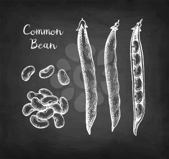 Common bean pods. Chalk sketch on blackboard background. Hand drawn vector illustration. Retro style.