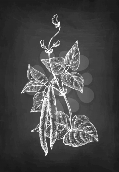 Common bean plant. Chalk sketch on blackboard background. Hand drawn vector illustration. Retro style.