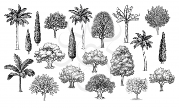 Big collection of trees. Ink sketches set isolated on white background. Hand drawn vector illustration. Retro style.