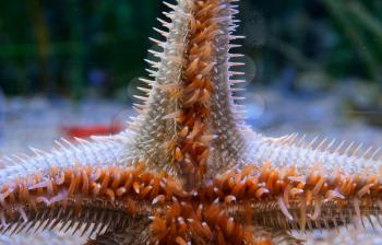 Huge red starfish crawling on the glass of the aquarium