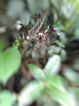 Predatory big brown spider with hairy legs spinning a web. The foliage in drops of rain.