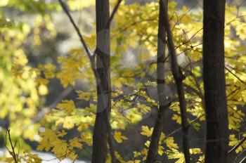 Sunny nature background with autumn yellow tree branches. The golden rays of sun in leaves.