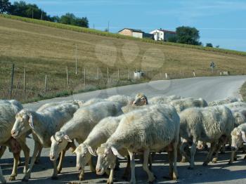 White sheep. A flock of sheep grazing on a mountain road in Italy.
