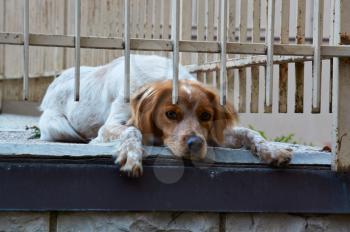 Welsh Springer Spaniel bright red hunting dog lies on the ground and sad near iron bars