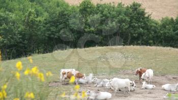 Large herd of white cows grazing in meadows of Italy. Green fields on Sunny summer day.