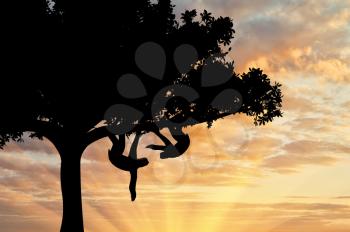Pair sloths animals in a tree on sunset background