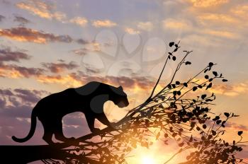 Jaguar animal from a tree on a sunset background
