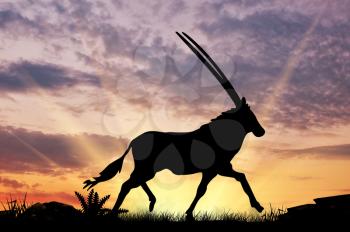 Animal antelope silhouette against the sunset