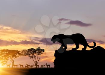 Concept of hunting. Silhouette of a cheetah on the hunt on the background of savanna animals at sunset