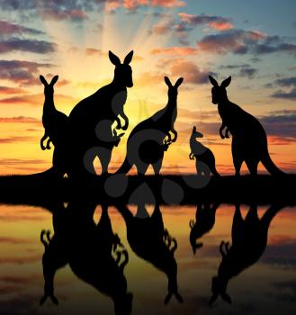 Silhouette family of kangaroos on the background of a beautiful sunset with reflection in the river