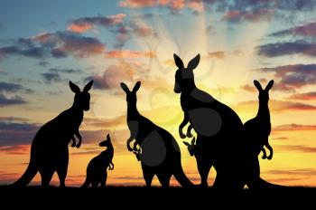 Silhouette family of kangaroos on the background of a beautiful sunset