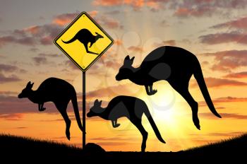 Silhouette of a flock of kangaroos and road sign at sunset