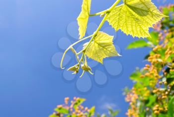 Young vine grapes on the background of the sky