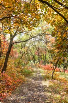 Autumn season. Bright autumn forest with walking path