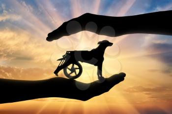 Silhouette of a dog in a wheelchair in the hands of a man. The concept of helping and caring animals with disabilities
