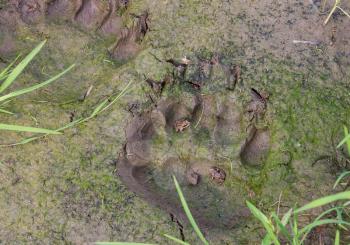Fresh traces of brown bear. In one of the tracks sit small frogs. Russia.