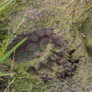 Fresh trail of the brown bear. There sit the little frog. Russia.