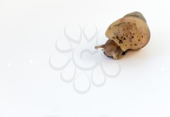 Giant African snail, Achatina, on a white background.