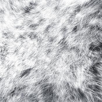 White wolf skins texture - close-up 3D rendering. Fashion element design.