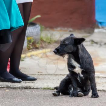 Black homeless dog is sadly looking at legs standing next to children.