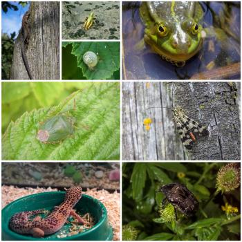 A collage of eight photos of different animals and insects.