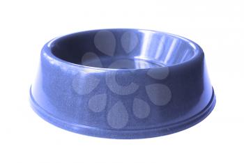 Cat , dog rodent feeding blue bowl, isolated on white background
