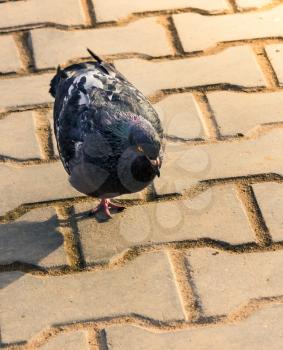 The rock pigeon walking on the pavement in the morning.