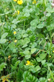 Background with clover leaves and Silverweed, Potentilla anserina leaf and yellow flower.