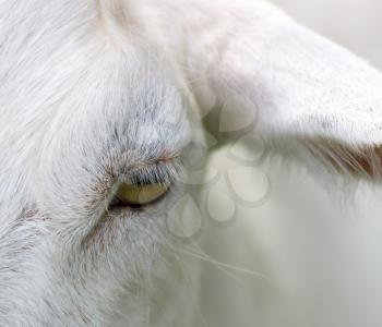 The sad sight adult white goat close-up.
