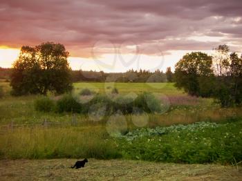 The small black cat goes on an oblique grass to a kitchen garden. On a background a decline over wood and a field.