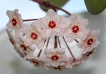 Delicate pink flowers Hoya (wax ivy) close-up.