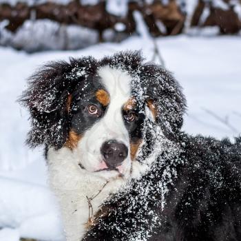 Portrait mountain dog with a careful look in the winter forest.