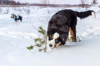 Mountain dog standing in the snow and smelling a little pine tree.