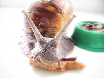 Giant African snail arhahatina eat mushrooms. Close-up.