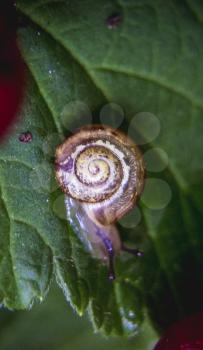 Fruticicola snail crawling on a leaf of currant ripe berries.