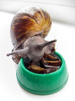 Giant African snail arhahatina eat mushrooms from the bowl.