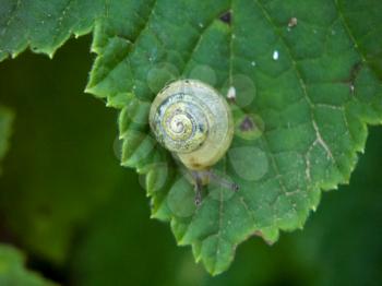 Fruticicola snail with yellow shell crawling on a leaf currant.