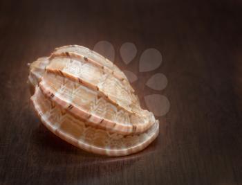 Beautiful background with a seashell and wooden texture.