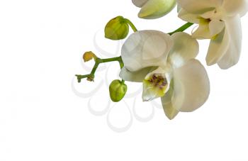 Beautiful white orchid flowers. Isolated on white background.
