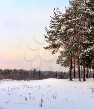 Beautiful winter landscape with pine trees on a cold evening.