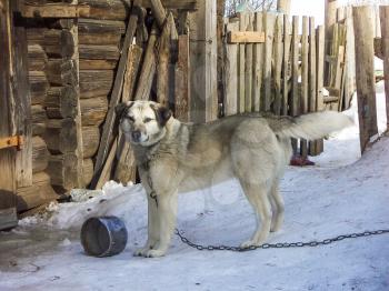 Guard dog on a chain in the winter in the village.