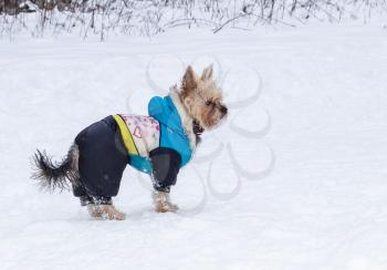 Cute adult Yorkshire Terrier stands in winter clothes in the snow.